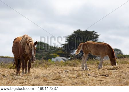 The Postier Breton, A Jewel In The Crown Of Livestock, Was Originally A Post Horse Used Both For Tea