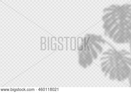 Shadow Overlay Of Monstera Leaves. Transparent Overlay Shadow Effect From Tropical Palm Leaf Of Mons