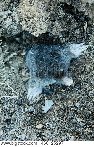 Garden Pest Animal Mole Crawls Out Of Hole In Kailyard.