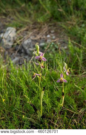 Spring Blossom Of Colorful Wild Orchids Flowers In Meadows Near Village Bakio, Basque Country, Spain