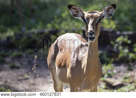 Specimen Of Aepyceros Melampus, Known As Impala That Inhabits The African Savannah.