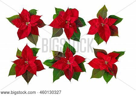 Poinsettia Christmas Eve Flowers Set Isolated Transparent Png. Flor De Pascua. Red Euphorbia Pulcher