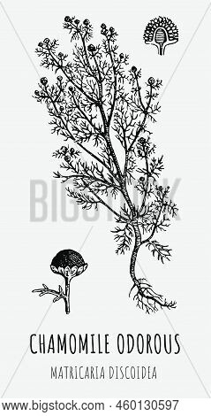 Hand Drawn Pharmaceutical Camomile Odorous, Matricaria Discoidea. Vector Graphic Illustration For Pr