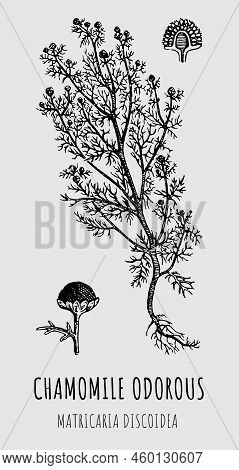 Hand Drawn Pharmaceutical Camomile Odorous, Matricaria Discoidea. Graphic Illustration For Print, Lo