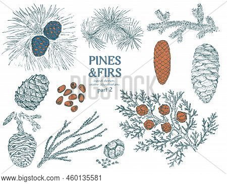 Sketch Firs Elements Collection With Pine Cupressus Cedar Spruce Redwood Branches Twigs And Cones Is