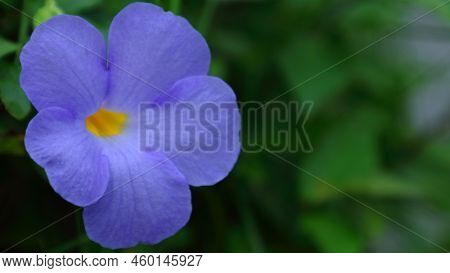 King's Mantle, Bush Clock Vine (thumbergia Erecta (benth.) T. Anderson Var. Eracta)