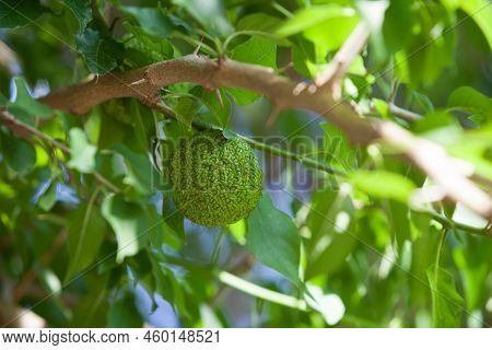 Green Fruit Of Maclura Pomifera (adam's Apple, Osage Orange, Horse Apple) Grow In Wild On Tree. Macl