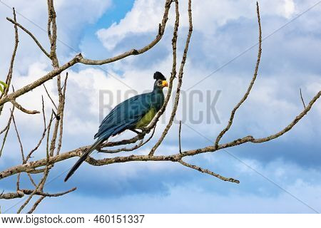 Great Blue Turaco, Corythaeola Cristata, Perched On A Tree In Kibale, Uganda. This Large Colourful B
