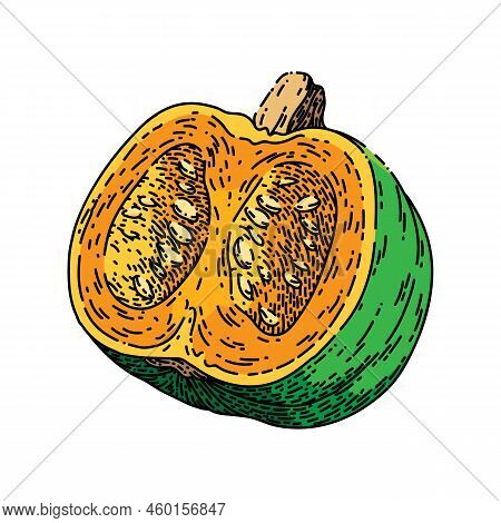 Pumpkin Cut Hand Drawn Vector. Slice Autumn, Piece Food, Squash, Open Top Seed Pumpkin Cut Sketch. I