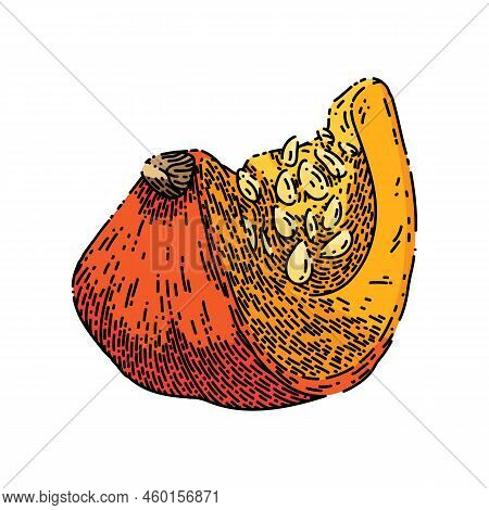 Pumpkin Slice Hand Drawn Vector. Cut White Food Piece, Fresh Autumn, Top Squash Raw Orange Pumpkin S