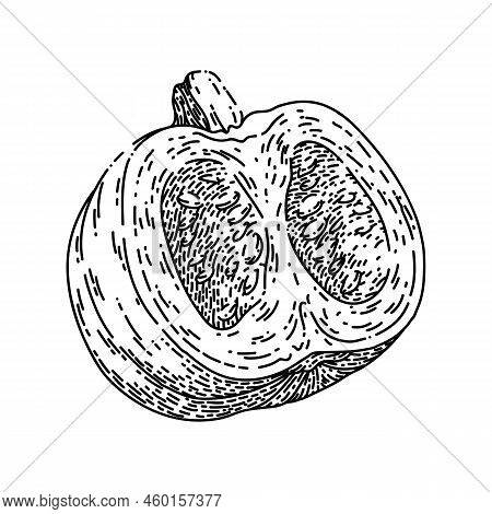 Pumpkin Cut Hand Drawn Vector. Slice Autumn, Piece Food, Squash, Open Top Seed Pumpkin Cut Sketch. I