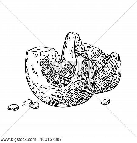 Pumpkin Slice Hand Drawn Vector. Cut White Food Piece, Fresh Autumn, Top Squash Raw Orange Pumpkin S