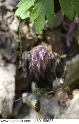 Common Toothwort Pink Flower Bud In The Spring