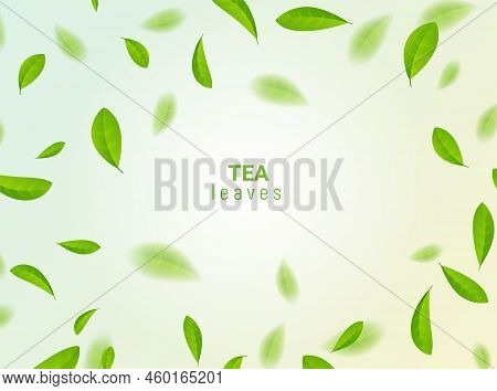 Green Tea Vector Background Mint Eco Illustration. Organic Green Tea Flying Leaf Fresh Concept