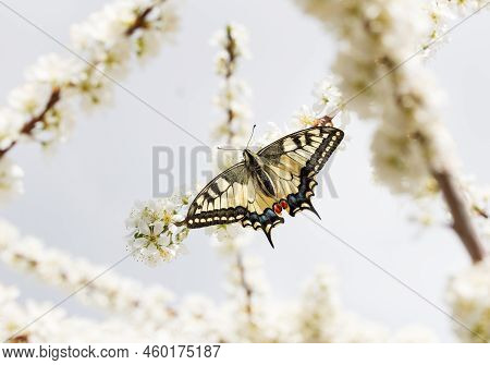 A Beautiful Lady-butterfly Sits On The Delicate, White Flowers Of The Spring Tree Forget Me Not Flow