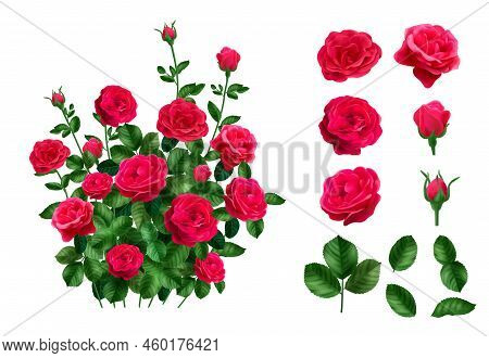 Realistic Rose Bush Set With Isolated Flower Heads Leaves And Whole Bush Isolated On Blank Backgroun