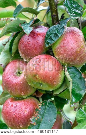 Fresh Red Apples In Organic Orchard After Rain. It Rains And Drips On The Apples Hanging On The Bran