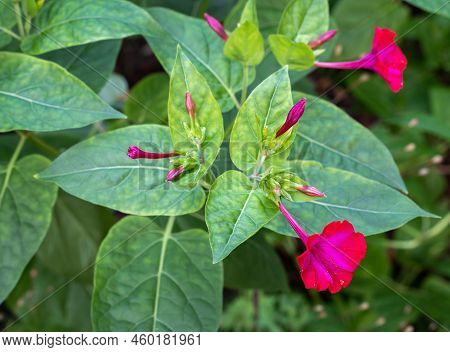 Close Up Of Flowering Mirabilis Jalapa, Also Known As The Marvel Of Peru Or Four O'clock Flower
