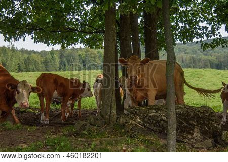Pretty Cows In A Quebec Farm In The Canadian Coutryside