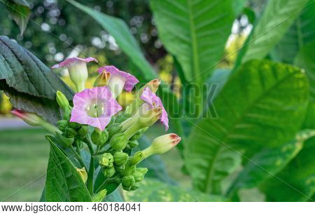 Pink Tobbaco Flowers (nicotiana Alata, Jasmine Tobacco) In The Summer Garden.