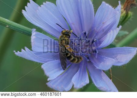 Colorful Closeup On A Small Female Furrow Bee , Lasioglossum Calceatum, Collecting Pollen From A Blu