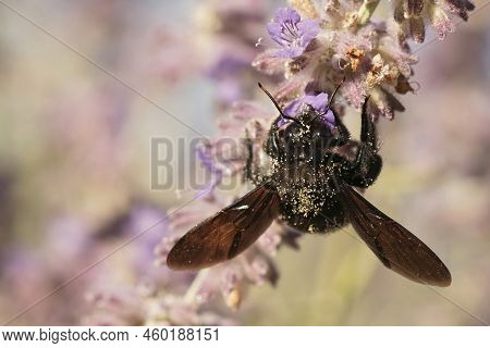 A Detailed Colorful Upward Angle Closeup On A Large Carpenter Bee, Xylocopa Violacea On Purple Perov