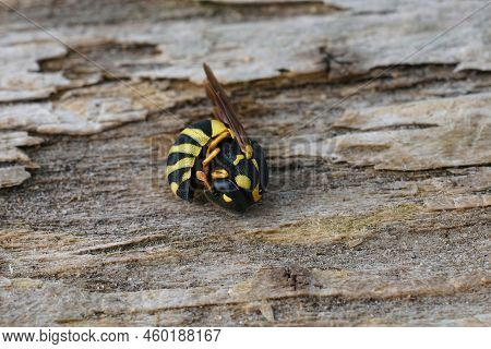 Detailed Closeup On A Small Colorful Celonites Abbreviatus Wasp, Curled Up In An Antipredator Posure