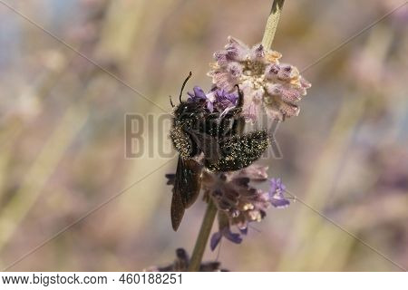 A Detailed Colorful Upward Angle Closeup On A Large Carpenter Bee, Xylocopa Violacea On Purple Perov