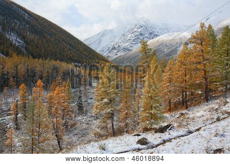 Altai (vuoristo)