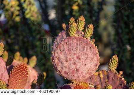 Close Up Of Pricly Pear Cactus In The Desert In Arizona