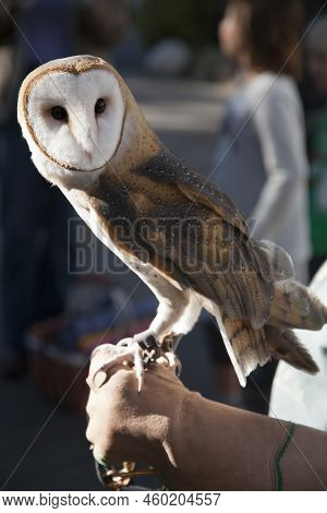Closeup Of Barn Owl Perching On The Brown Leather Glove With Blurred Backgrounds