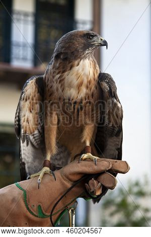 Hawk Perching On The Brown Thick Leather Glove