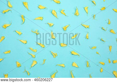 Seamless Texture Of Yellow Chrysanthemum Petals On Blue Background.