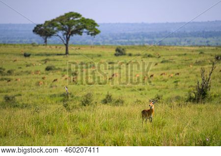 Portrait Of An Ugandan Kob (kobus Thomasi) In Murchinson Falls National Park (uganda), Sunny Morning