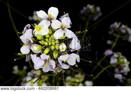 White Radish Plant Flower, Scientific Name Diplotaxis Erucoides, Known As White Rocket Or White Wall