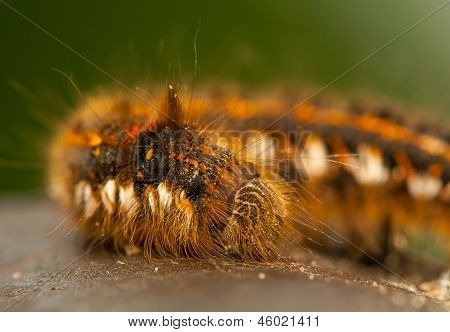 Euthrix potatoria