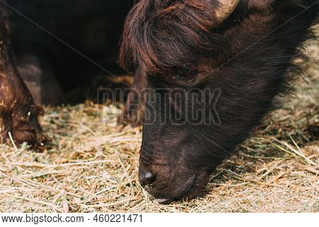 Closeup Shot Of Water Buffalo Head, Selective Focus
