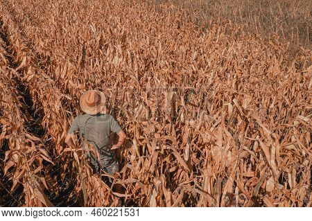 Aerial Shot Of Male Agronomist And Farmer Standing In Ripe Harvest Ready Dent Corn Field And Looking