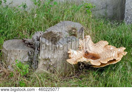 Scaly Tinder Fungus, Cerioporus Squamosus, On A Stump. Beautiful Brown Mushroom With Cracks And Wate