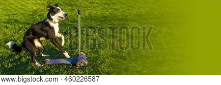 A Cheerful Border Collie Dog Rides A Scooter. Banner With Space For Text. Dog Driving A Scooter And 