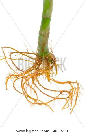Lucky Bamboo blad geïsoleerd op zuivere witte achtergrond, met waterdruppels