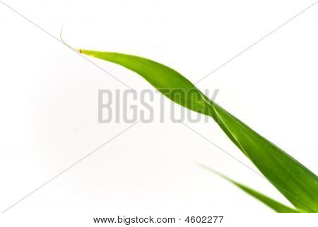 Lucky Bamboo blad geïsoleerd op zuivere witte achtergrond, met waterdruppels