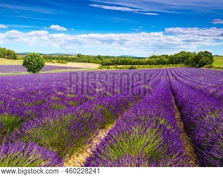 Provence Landscape With Lavender Fields, France