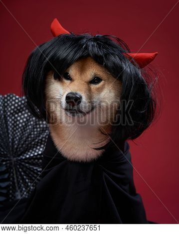 Dog In A Wig And Devils Ears. Shiba Inu In The Studio. Funny Halloween Photo