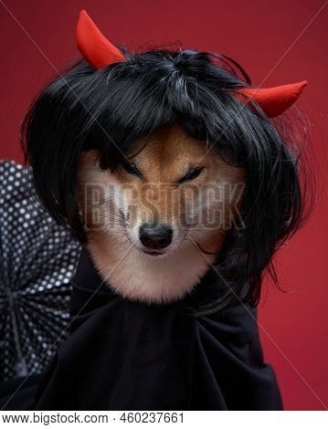 Dog In A Wig And Devils Ears. Shiba Inu In The Studio. Funny Halloween Photo