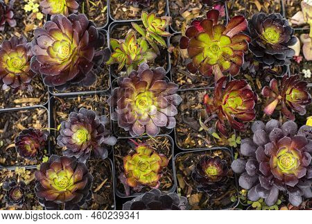 Beautiful Garden Succulent - Aeonium Arboreum Atropurpureum