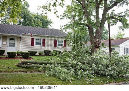Large Tree Branches Down After Severe Storm