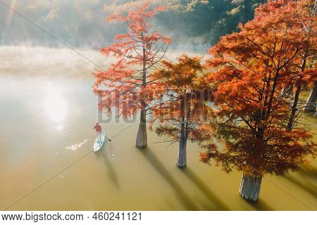 Aerial View Of Woman Traveller On Sup Board In The Lake With Autumnal Taxodium Trees, Fog And Sunshi