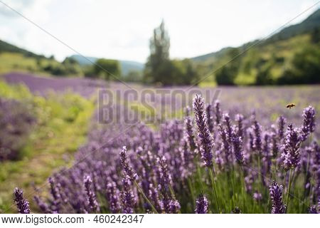 Field Of Lavender In Drome France With Green Hill Backdrop. Beautiful Summer Landscape On A Bright S