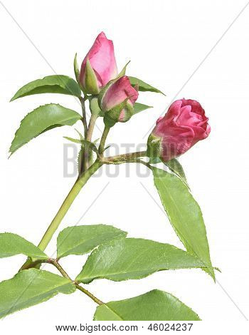 Knospen rosa Rose isoliert